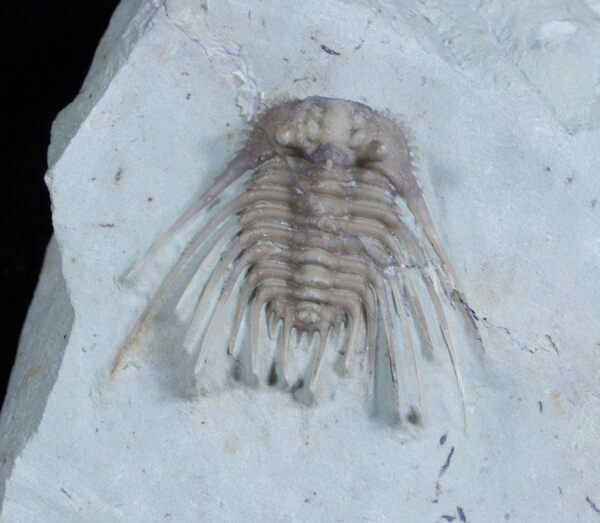 Spiny Kettneraspis trilobite found during the dig.